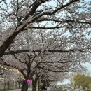 양양군 종합운동장 | [공지] 속초 양양 벚꽃 명소 추천 BEST4 🌸 영랑호 축제부터 남대천까지 총정리