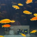 어항 세탁소 이미지