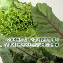 수경농장 | [🥬 건강 쌈채소모듬 추천] ⛰️ 충남공주 계룡산 수경재배로 더욱 깨끗한 신선 채소 ✨💛, 조아저씨 건강쌈...