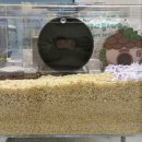 햄스터농장 이미지