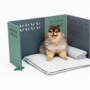 까비애견 이미지