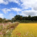 영남대학교 이미지