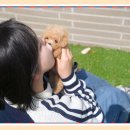 대구강아지분양 테디럽 | 김천강아지분양 테디럽에서 느낀 신뢰의 의미