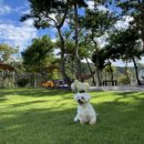 애견발자국 이미지