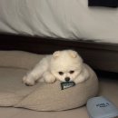 커즈머스 | [공지] 3만원대 집들이 선물 추천 | 커즈머스 스톤 테라리움 디퓨저 | 내돈내산