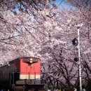 창원시 진해구 여좌동 진해 군항제 열차와 만개한 벚꽃 이미지