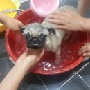 빵댕이 이미지