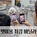 순천애견미용학원 바닐라 비숑프리제 귀툭튀컷 펫마스터로 창업까지