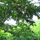 코리농장 이미지