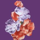 antic and  이미지