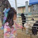자매농장 | 3살, 5살 자매랑 다녀온 청도 아기염소체험농장 고트힐 후기 🐐
