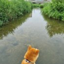 수원시바견 이미지