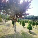 경기도 수목장 비교 – 가격, 위치, 교통, 장단점 총정리(분당,용인,광주,안성,화성,양평,남양주)