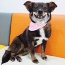 성내동물병원 이미지