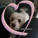 대구뽈찜무진장왕뽈때기 이미지