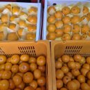 공항길 | [제주도 귤 택배 추천] 당도 폭발! 실패 없는 천혜향 맛집, '공항길귤창고' 솔직 후기