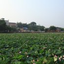 수완동 왕버들 이미지