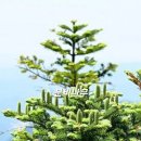 분비나무 / 주목나무 이미지