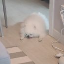 도그도그샵 | 김포 운양동 애견미용샵 추천 도그이엔티 목욕 미용 후기