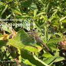 검정좀잠자리 암컷 Sympetrum danae (Sulzer, 1776) 이미지