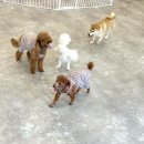 라이프 오브 라일리(Life of Riley) 이미지