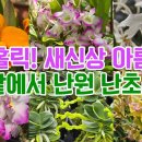 향기홀릭! 새신상 아름다운 꽃밭에서 난원 난초들!! 서양란 석곡 풍란 난자재 영양제 천연살충제 등 이미지