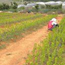 황금소나무농원 이미지