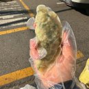 망원시장 만두맛집 피가 얇은 수제 손만두 진성만두 내돈내산 솔직후기
