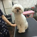 도그앤 도그 | 부천도그앤도그 / 말티즈베이비컷 / 베이비컷 / 말티즈미용 / +미용후기
