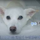 에스디(SD)동물의료센터,서울 이미지