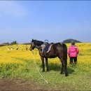 제주도 1박2일 여행코스 유채꽃이 만개한 성산일출봉과 섭지코지 돌아보기 이미지