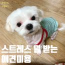 내안에너있DOG | [신내동 애견미용] 스트레스 덜 받는 애견미용 &#39;내안에너있DOG&#39; 가격/후기
