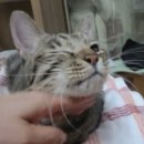 복복 네이버블로그