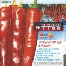 삼성고추 네이버블로그