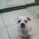 우리강아지 이미지