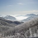 천상의 나무 이미지