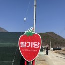 기두농장 | 양산딸기체험농장_딸기당🍓 35개월아이랑 딸기따기체험후기