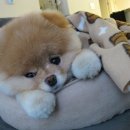 부BOO