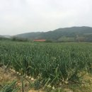양파마켓