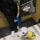 바닐라브릭 | [바닐라브릭] 남양주 애견카페 후기 - 넓은 공간에 소형견존 대형견존 분리!