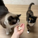 현대북어 | 네이버 펫바우처로 50%할인 : 마도로스펫 동결건조 북어트릿, 두부혁명 크랙입자 고양이모래후기