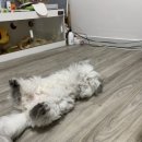 고양이무마취미용 나의캣 이미지