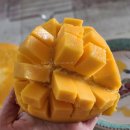 그렇게 유명한 마담주 애플망고, 망고 후기