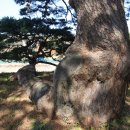 포항 두원리 소나무 이미지
