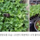 환타지아 이미지