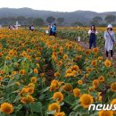 장성황룡강노란꽃잔치 축제장5 이미지