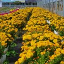 초형농장 이미지