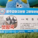 김제강아지 이미지