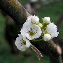 (이화) 배꽃 (pear blossom) 이미지