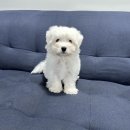 츄츄독 푸들이야기 부산 강아지분양 | 부산꼬숑분양 순하고사랑스러운꼬똥믹스꼬숑